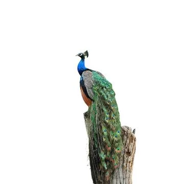 Peacock Stock Photos