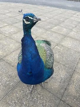 Peacock Stock Photos