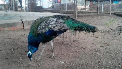 Peacock Stock Photos