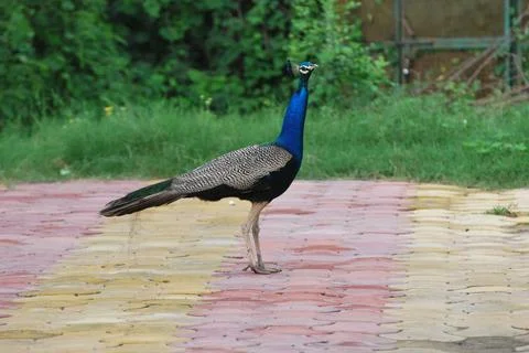 A Peacock Stock Photos
