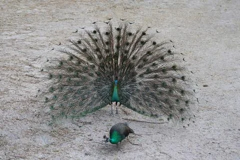 Peacock Stock Photos