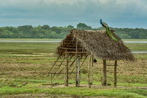 Peacock Stock Photos