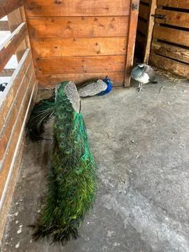 Peacock 写真素材