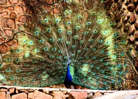 Peacock plumage display hd effect Stock Photos