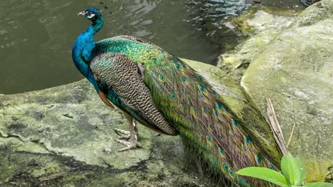 Peacock by a pond Stock Footage 196299967
