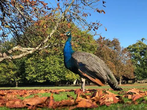 Peacock- Poole Stock Photos
