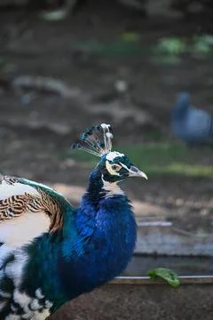 Peacock portrait with blue neck and patterned feathers photo stock Photos