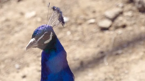 Peacock portrait Stock Footage 106705502