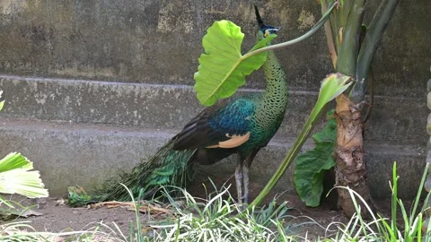 Peacock portrait 스톡 동영상 265523703