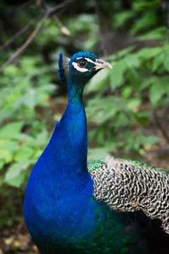 Peacock portrait Stock Photos