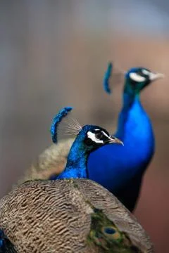 Peacock portrait Stock Photos