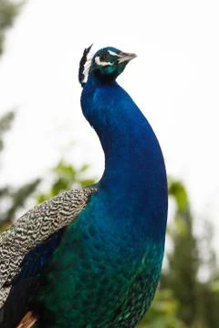 Peacock portrait Stock Photos