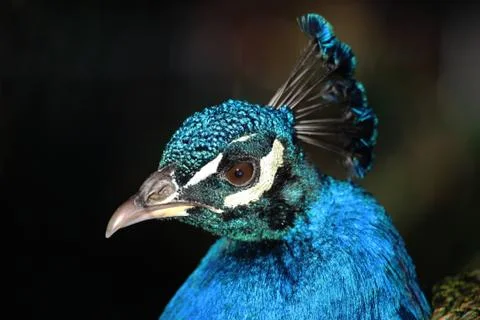 Peacock Portrait Stock Photos