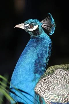 Peacock Portrait Stock Photos