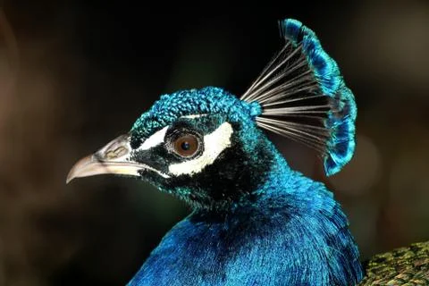 Peacock Portrait Foto stock