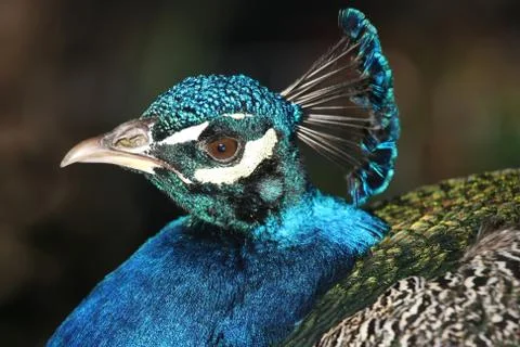 Peacock Portrait Stock Photos