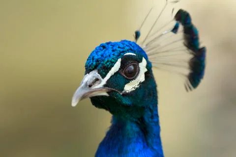Peacock portrait Photos