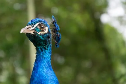 Peacock portrait Stock Photos