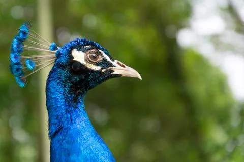 Peacock portrait Stock Photos