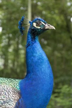 Peacock portrait Stock Photos