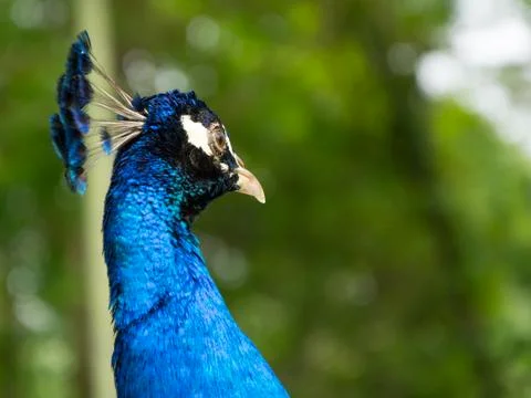 Peacock portrait Stock Photos