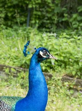 Peacock portrait Stock Photos