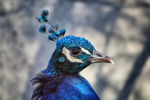 Peacock portrait Stock Photos