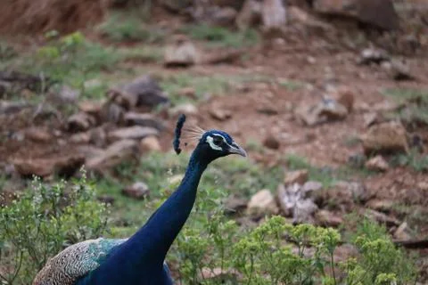 Peacock Portrait Stock Photos
