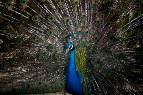 Peacock portrait Fotos Stock