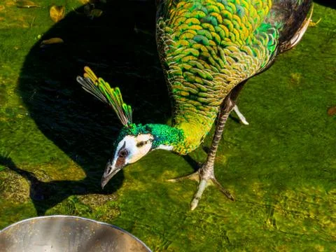 Peacock Portrait Stock Photos