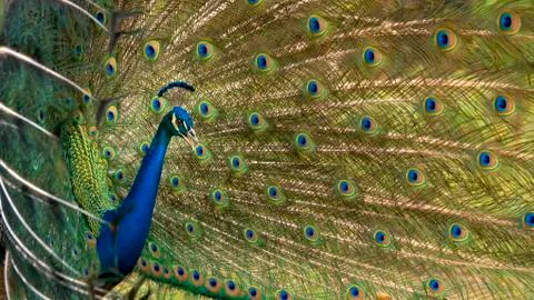 Peacock portrait Stock Photos