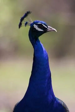 Peacock Portrait Stock Photos