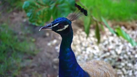 Peacock Posing Close To The Camera In The Garden Stock Footage 202317937