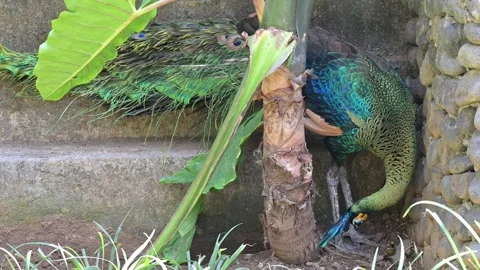 Peacock potrait 스톡 동영상 265523839