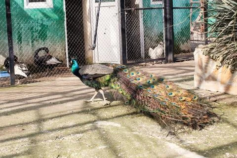 Peacock in the poultry yard. Photos