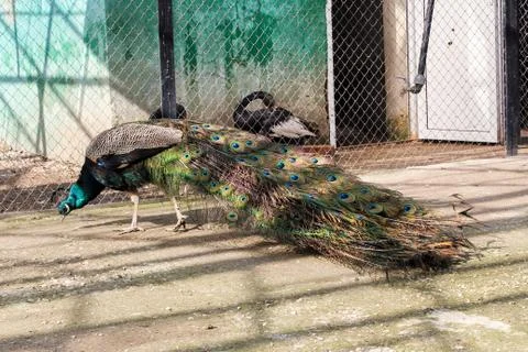 Peacock in the poultry yard. Photos
