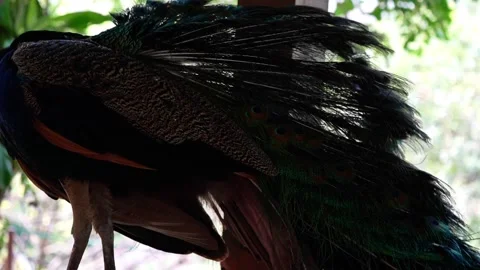 Peacock Preening Feathers in the Afternoon 4K Stock Footage 336833309