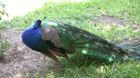 Peacock preening feathers Stock-Footage 25591006