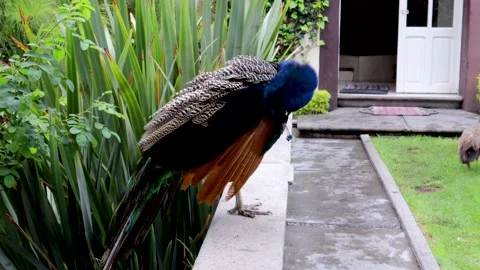 Peacock preening its feathers Stock Footage 165231377