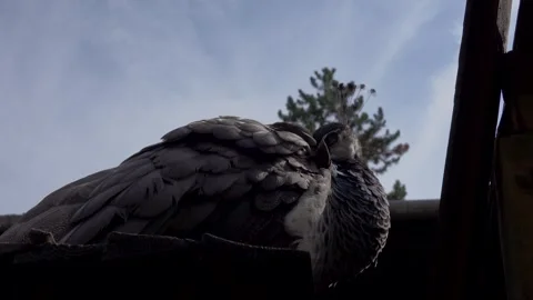 The peacock is preening its feathers. Stock-Footage 346908144