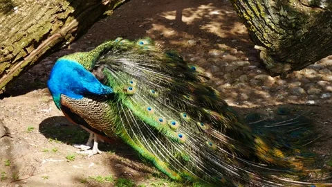 Peacock preening its feathers in the sun. 스톡 동영상 274939405