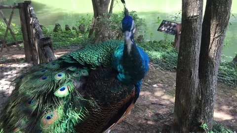 The peacock preening by itself Stock Footage 82120360