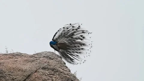 Peacock preening while the wind blows in Jawai national park Stock Footage 280112840
