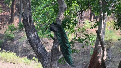 Peacock preparing to jump down from a tree in Bandhavgarh national park Stock Footage 277487151