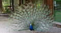 Peacock presenting his marvelous feathers HD Footage