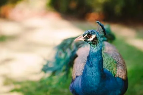 Peacock Profile with Blank Space Stock Photos