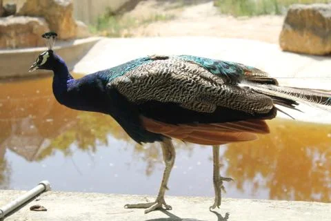 Peacock in profile with closed wings Stock Photos