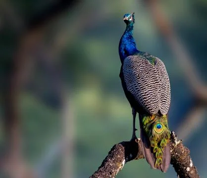 Peacock in Profile on Forest Branch Stock Photos