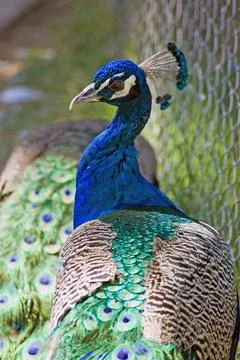 Peacock profile Stock Photos