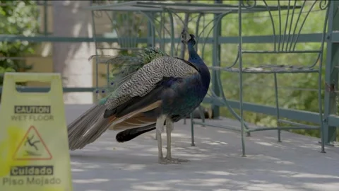 Peacock in public area Stock Footage 346263449